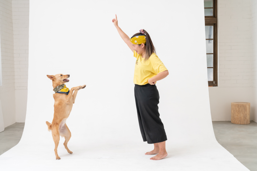 狗聽得懂人話嗎 訓練狗狗 教導狗狗