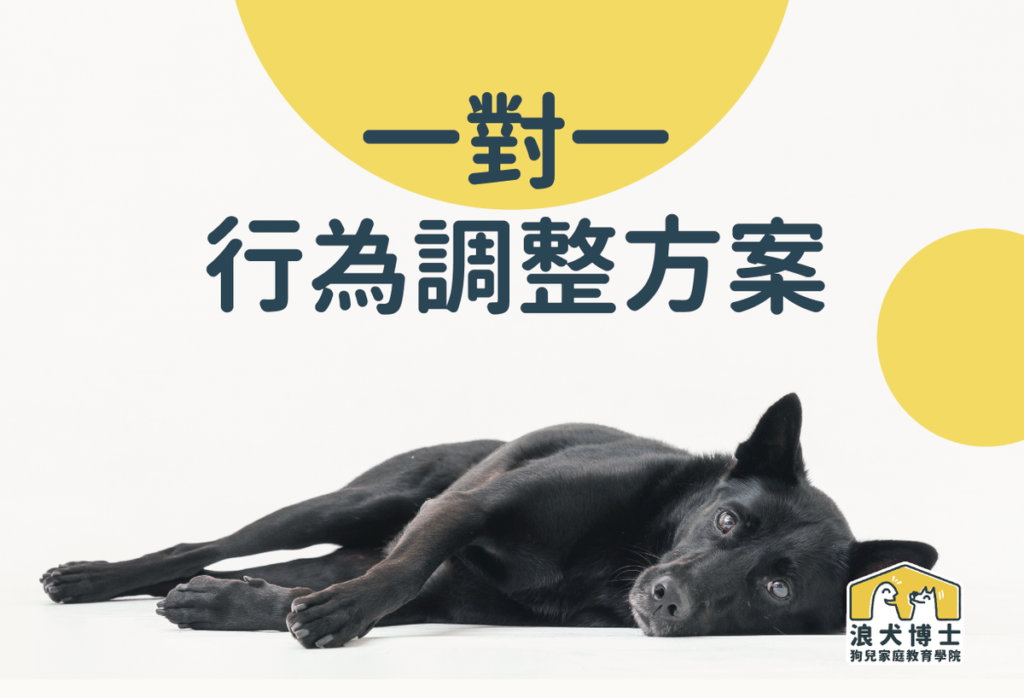 浪犬博士 一對一行為調整方案