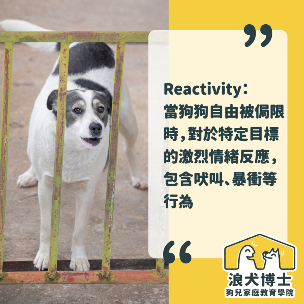 狗看到狗激動 狗狗社交 狗狗訓練