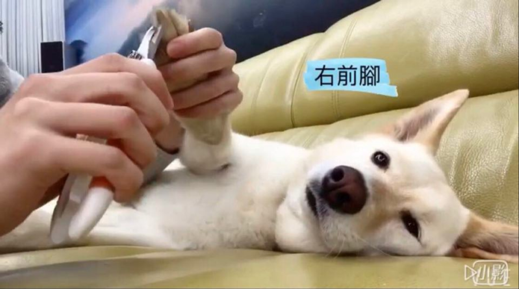 狗剪指甲 狗狗指甲