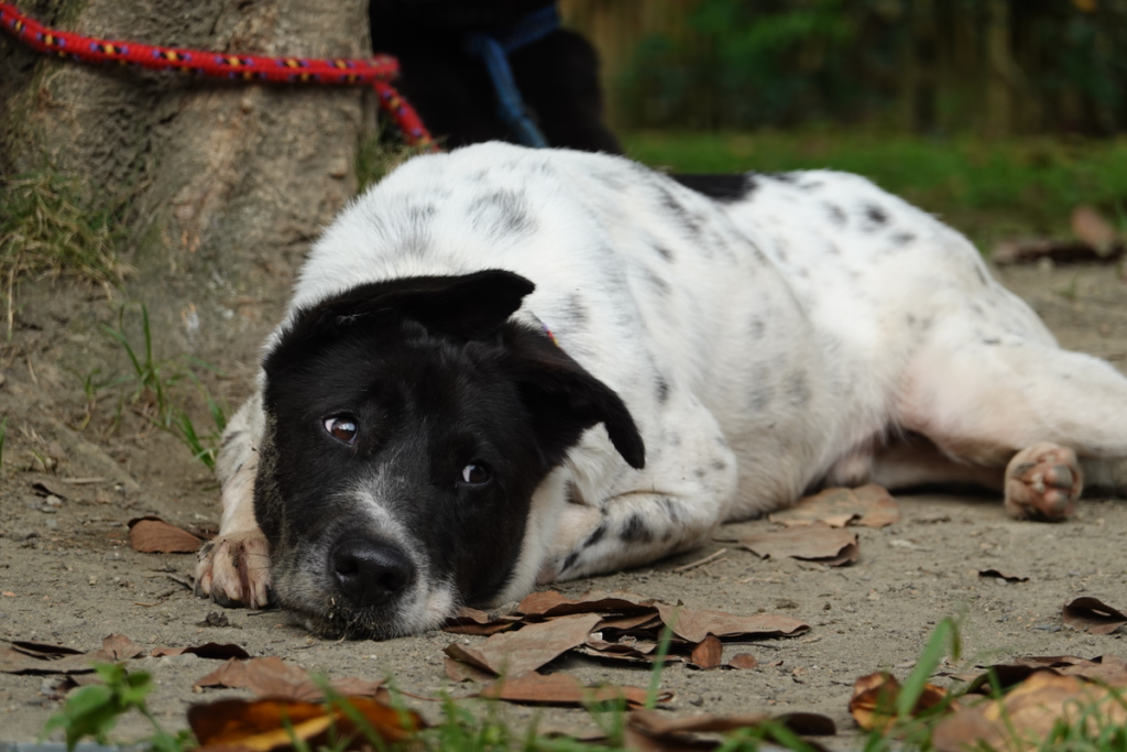 狗狗吐 狗狗嘔吐 狗嘔吐