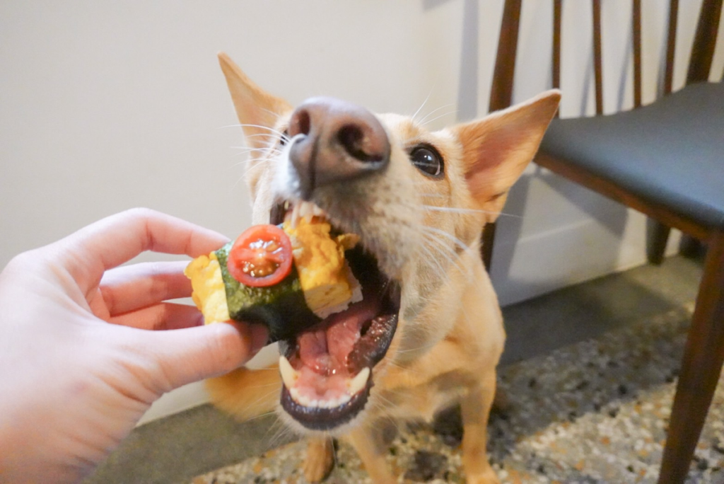 狗狗吐 狗狗嘔吐 狗嘔吐