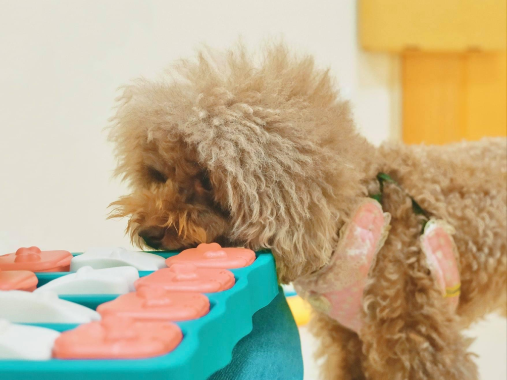 狗吃屎 狗狗吃便便