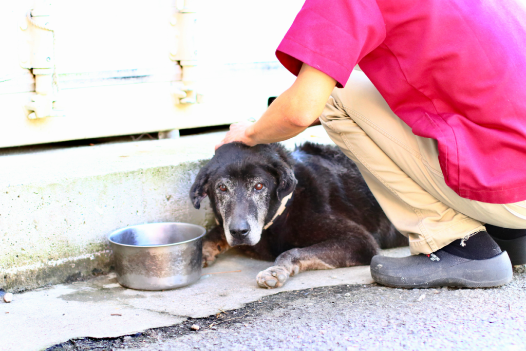 狗狗挑食 狗狗飼料