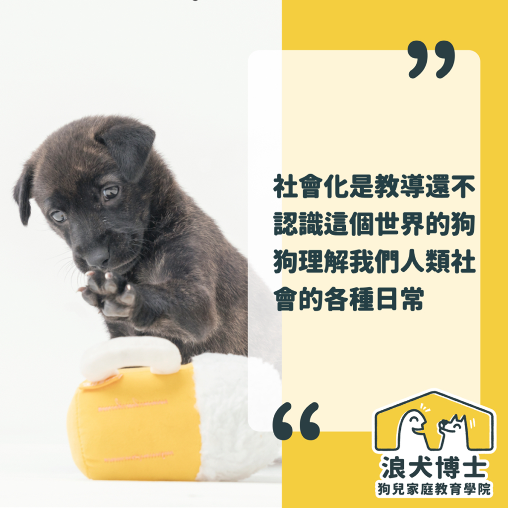 幼犬 幼犬疫苗 幼犬照顧