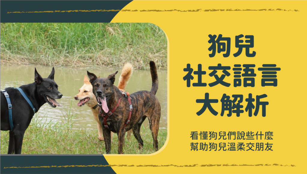 狗狗社交