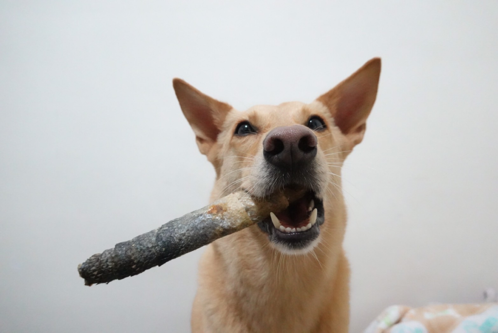 狗狗吃骨頭 狗狗啃咬