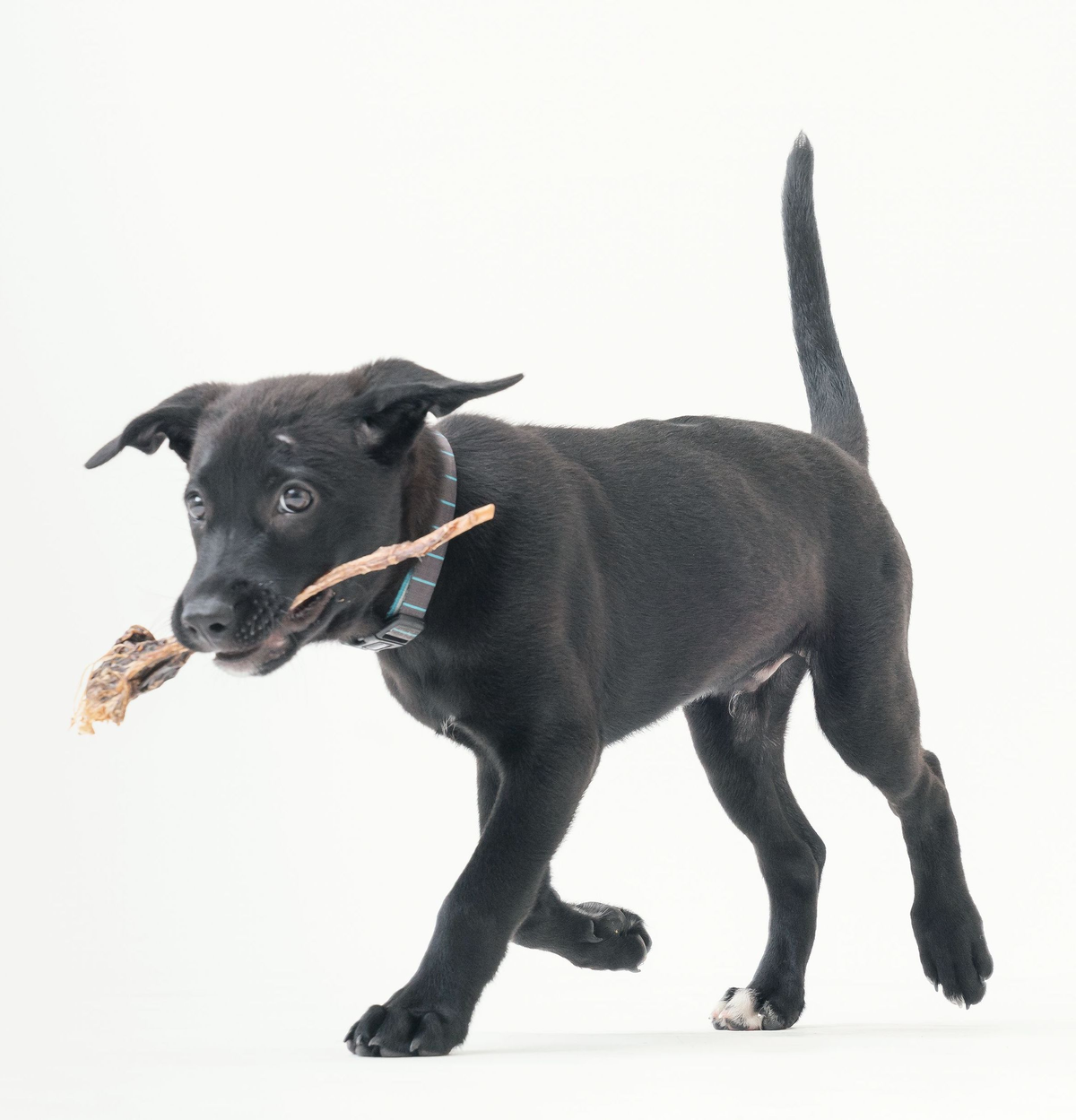 狗狗吃骨頭 狗狗啃咬