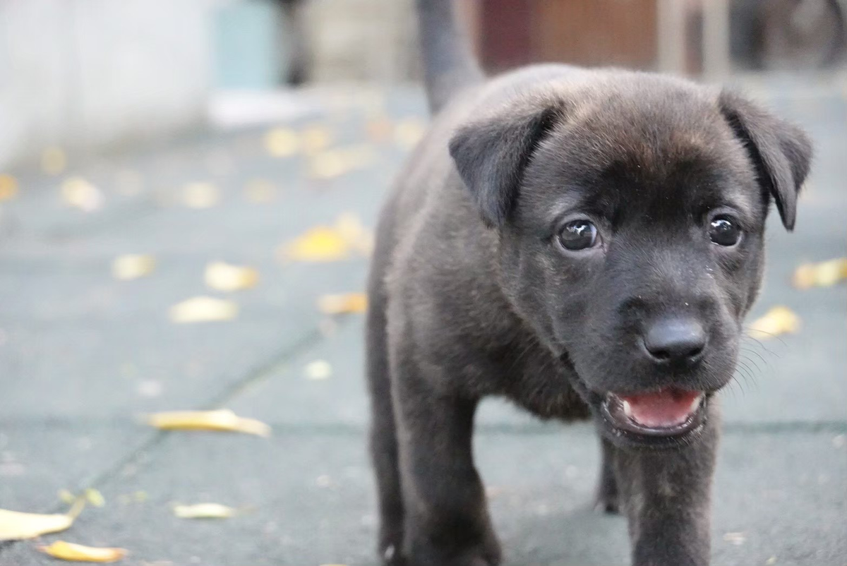 幼犬 幼犬疫苗 幼犬照顧
