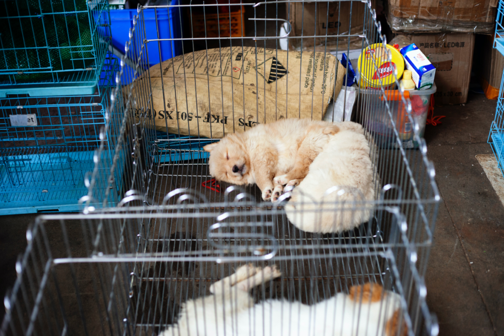 狗吃屎 狗狗吃便便