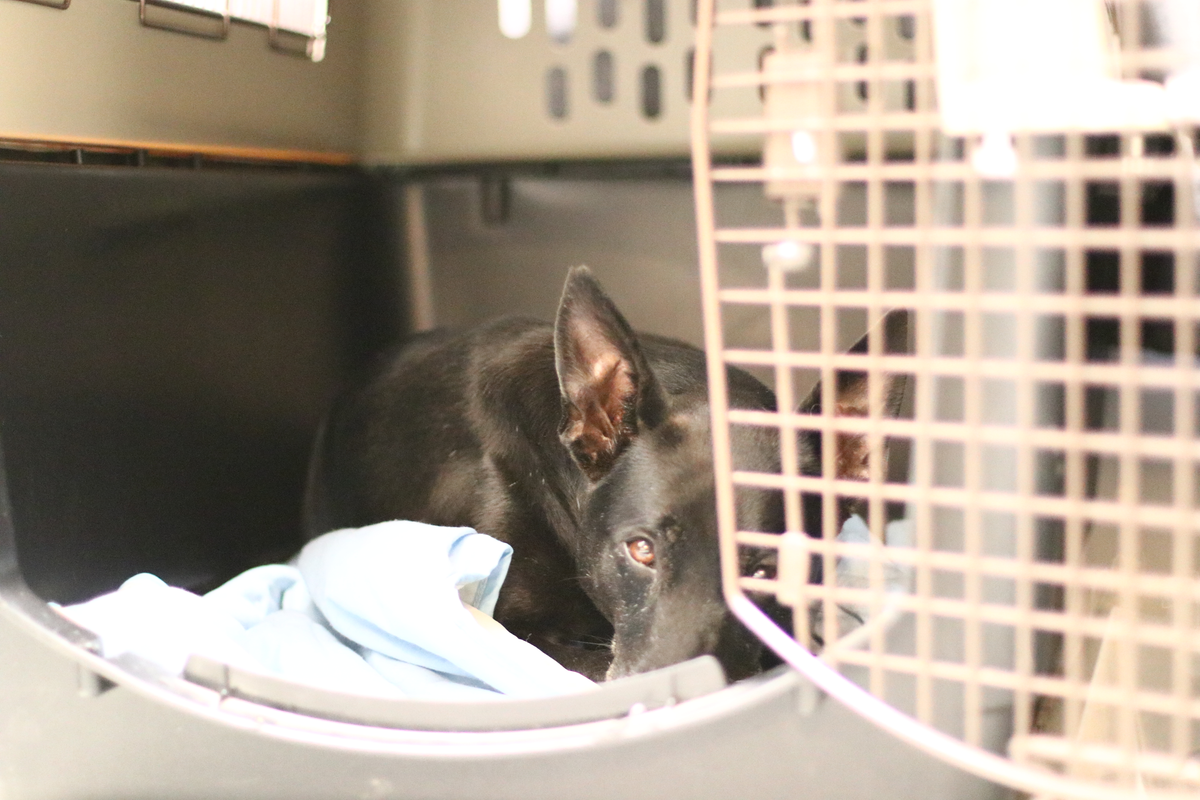 籠內訓練 狗狗關籠 狗窩