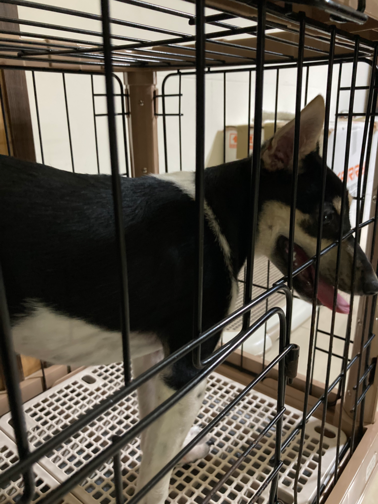 狗吃屎 狗狗吃便便