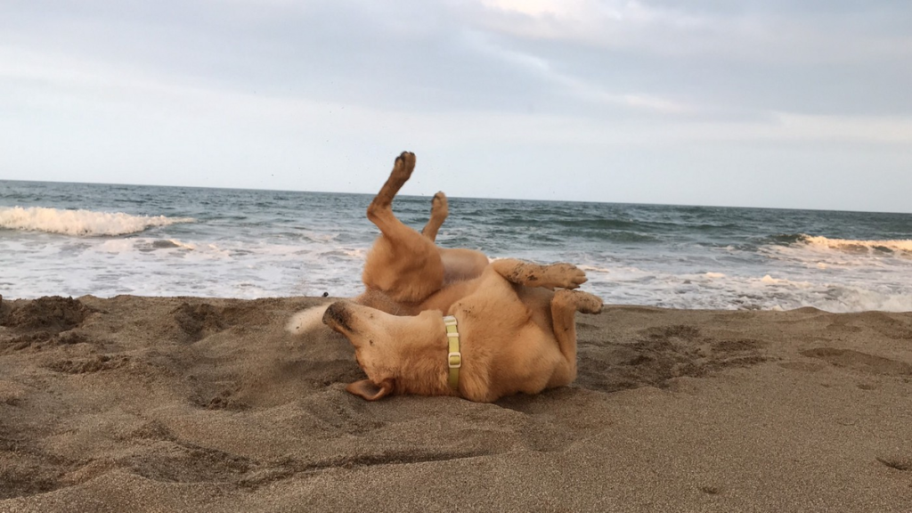 狗狗滾草地 狗狗洗澡