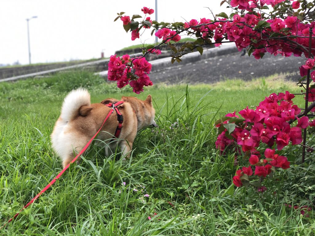 狗吃草 狗狗嘔吐