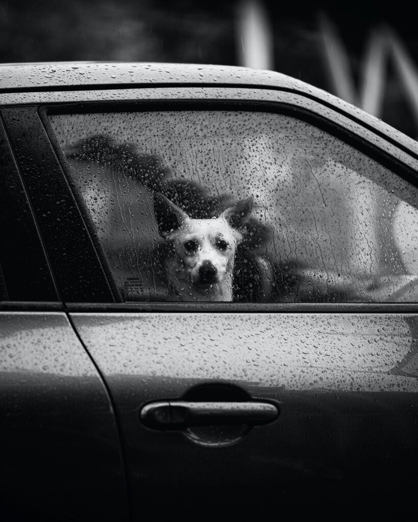 狗狗憋尿 下雨天狗狗上廁所 狗狗情緒