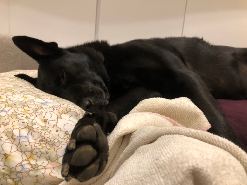 狗狗睡覺 狗窩 狗狗半夜不睡 狗狗出遊覺