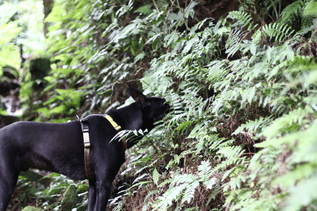 對狗有毒的植物 狗狗中毒 狗狗誤食