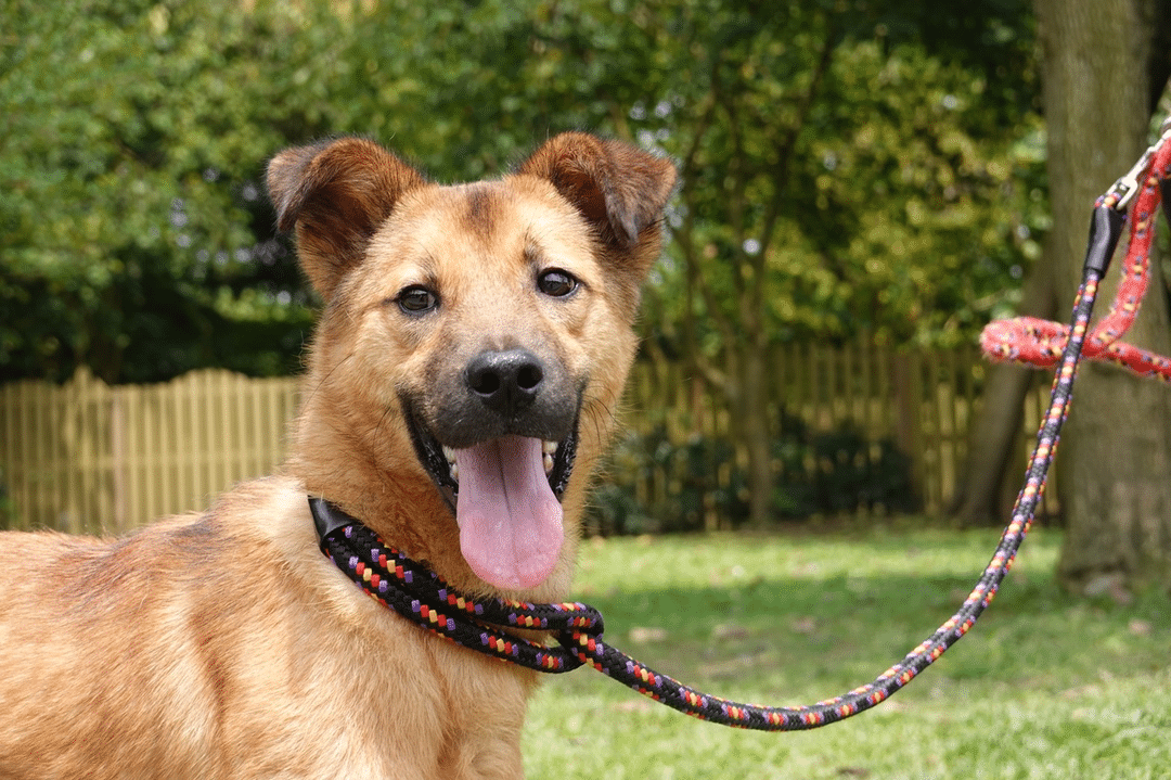 狗狗中暑 狗狗散步 狗體溫