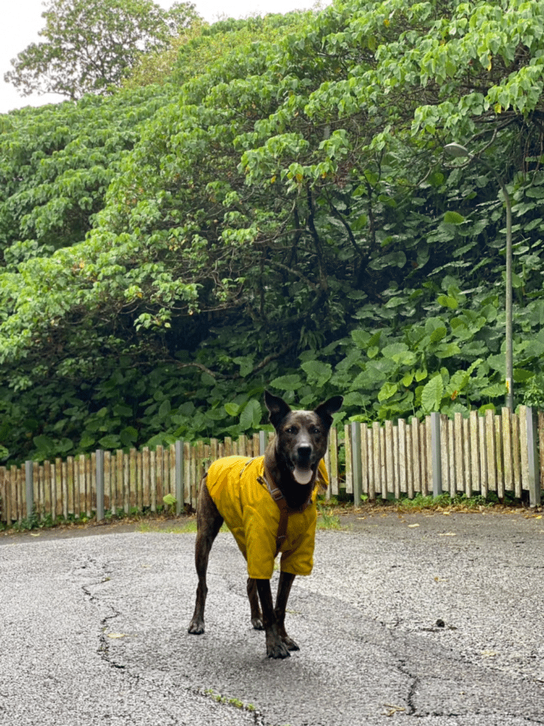 狗狗憋尿 下雨天狗狗上廁所 狗狗情緒
