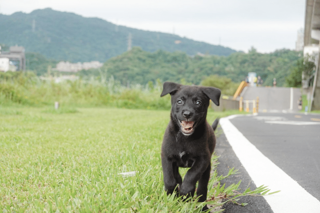 幼犬 幼犬照顧 成犬