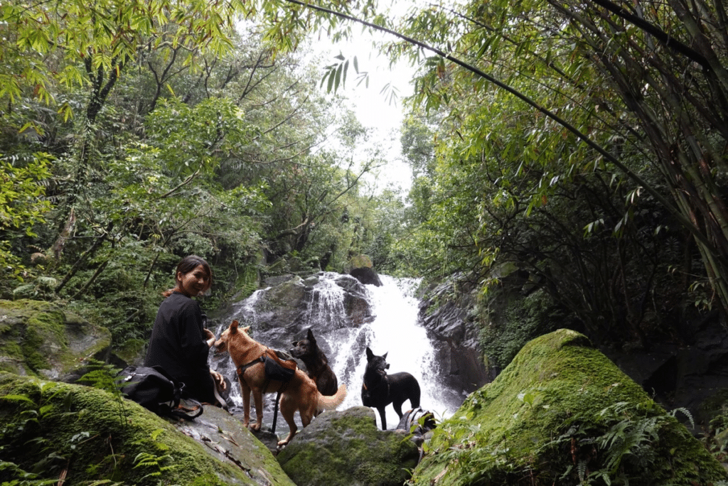 幼犬 幼犬照顧 成犬