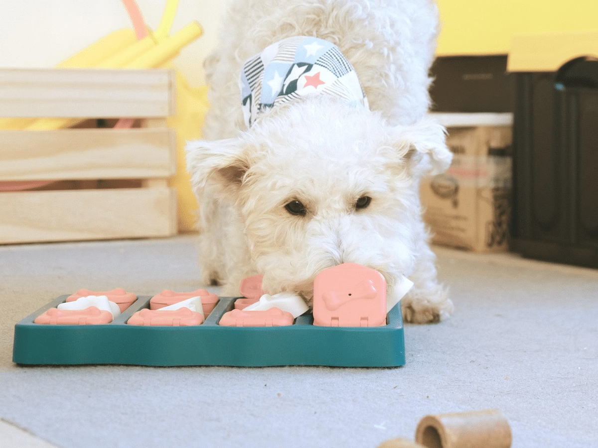 小型犬 小型犬神經質