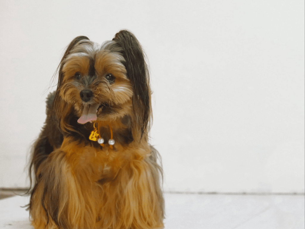 小型犬 小型犬神經質