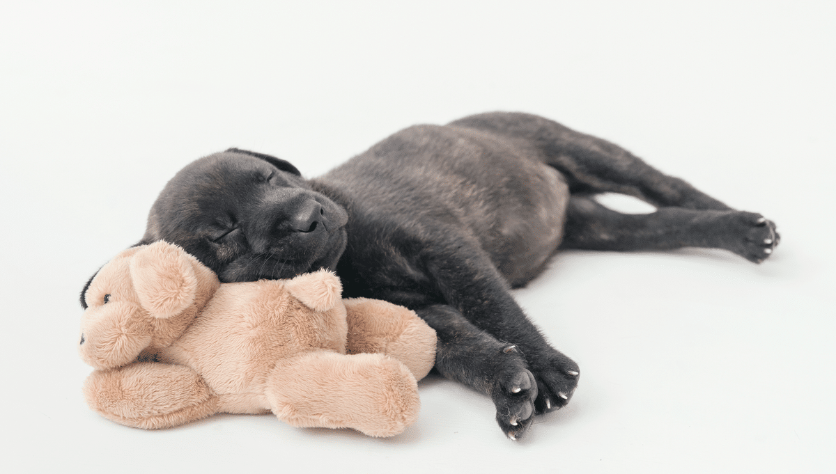 幼犬 幼犬訓練 幼犬一直叫