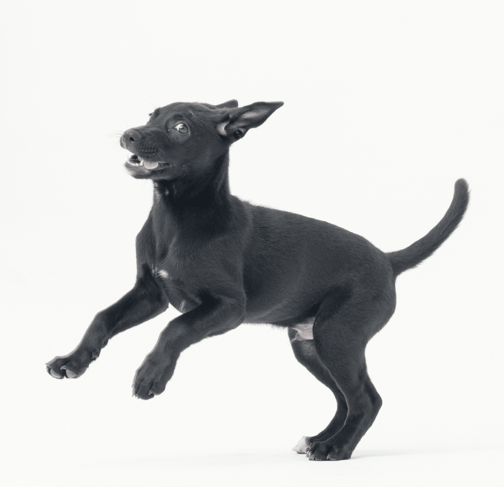 狗狗追尾巴 幼犬 狗狗行為