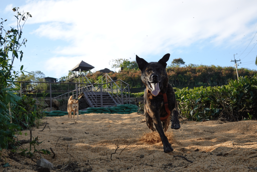 狗狗走失 寵物晶片 狗狗走失報警有用嗎