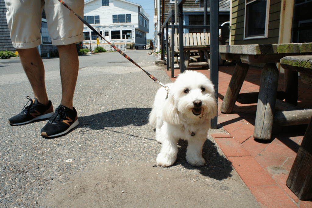 狗狗走失 寵物晶片 狗狗走失報警有用嗎