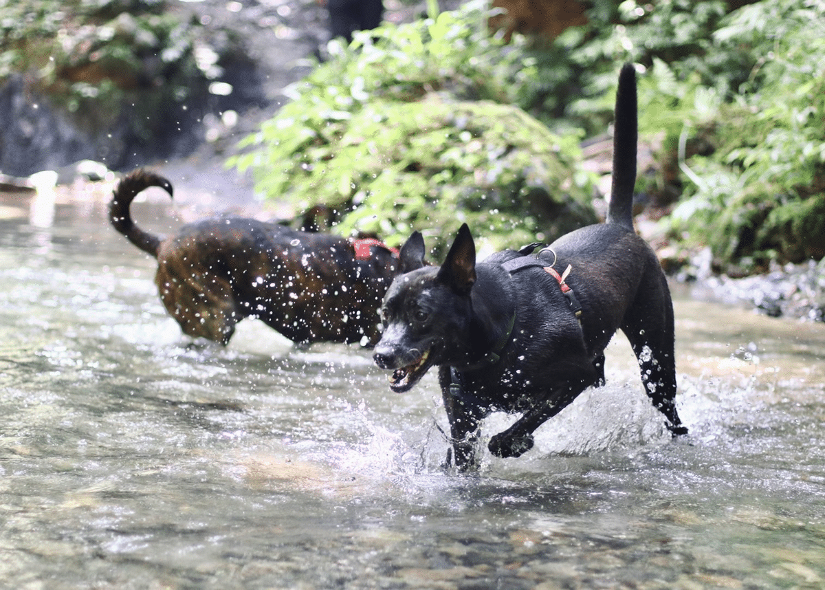 狗狗游泳 狗狗玩水 訓練狗狗