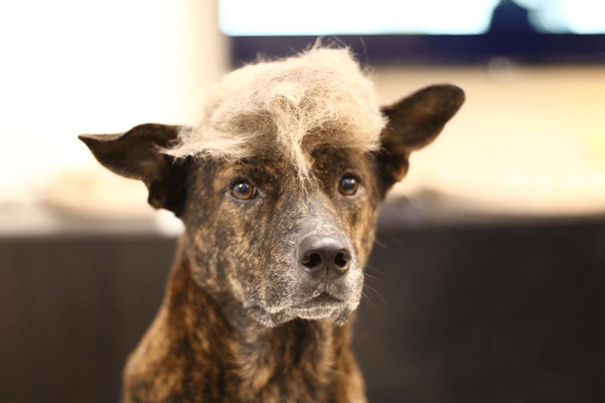 狗毛 長毛狗 短毛狗