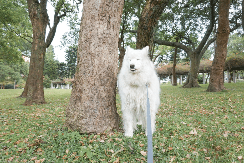 狗狗中暑 狗狗散步 狗體溫