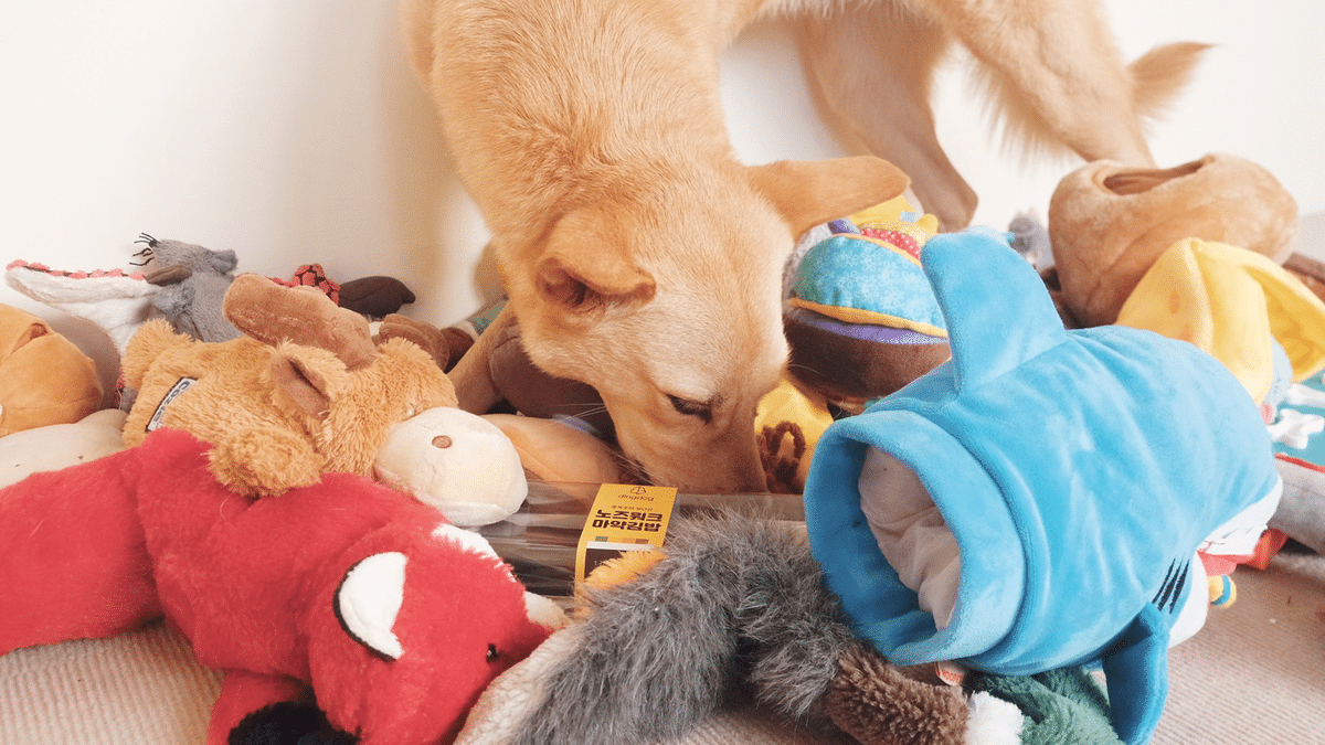 狗狗玩具 狗狗情緒 嗅聞玩具