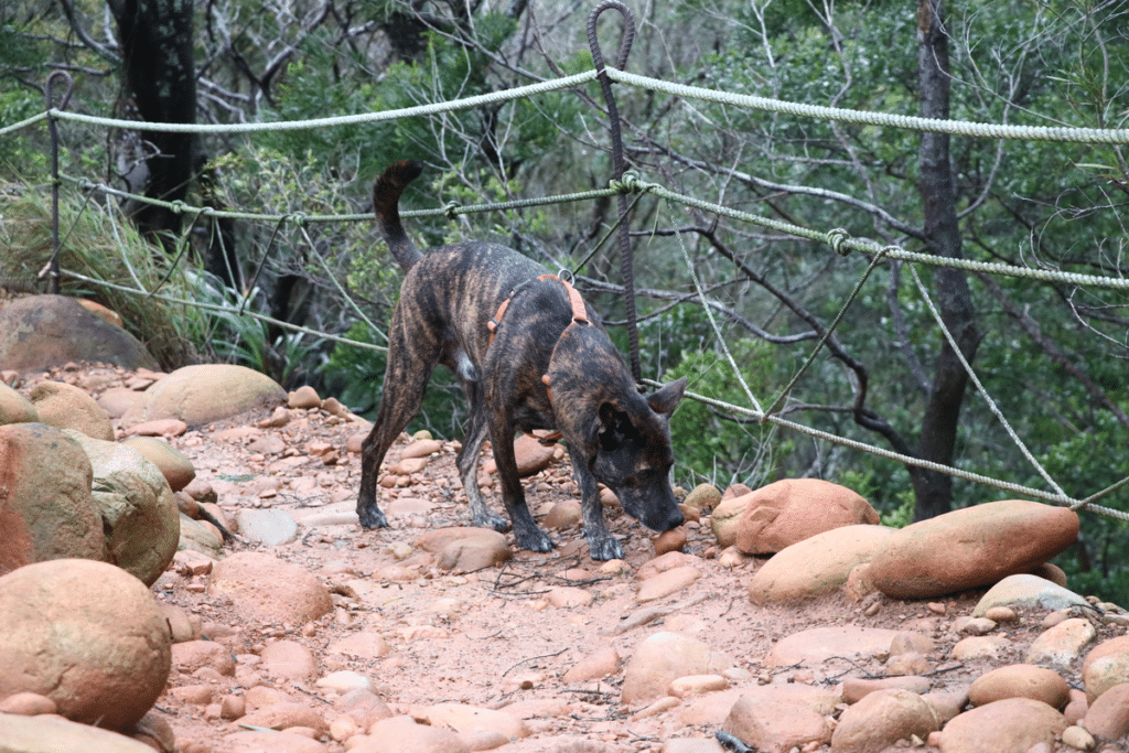狗狗中暑 狗狗散步 狗體溫