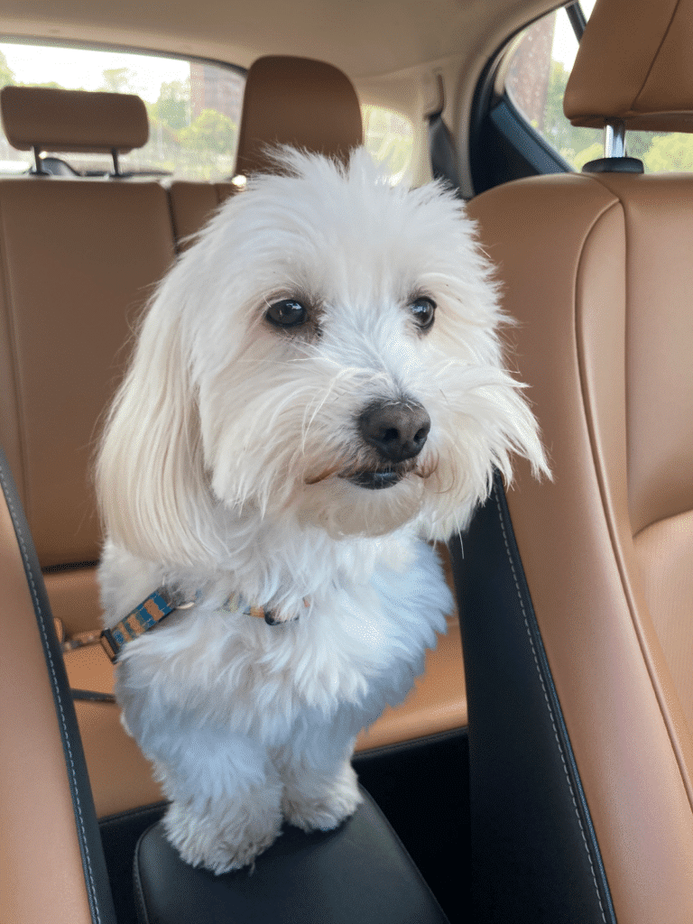 狗狗中暑 狗狗散步 狗體溫