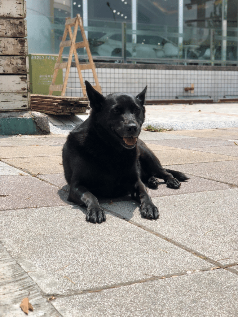 狗狗中暑 狗狗散步 狗體溫