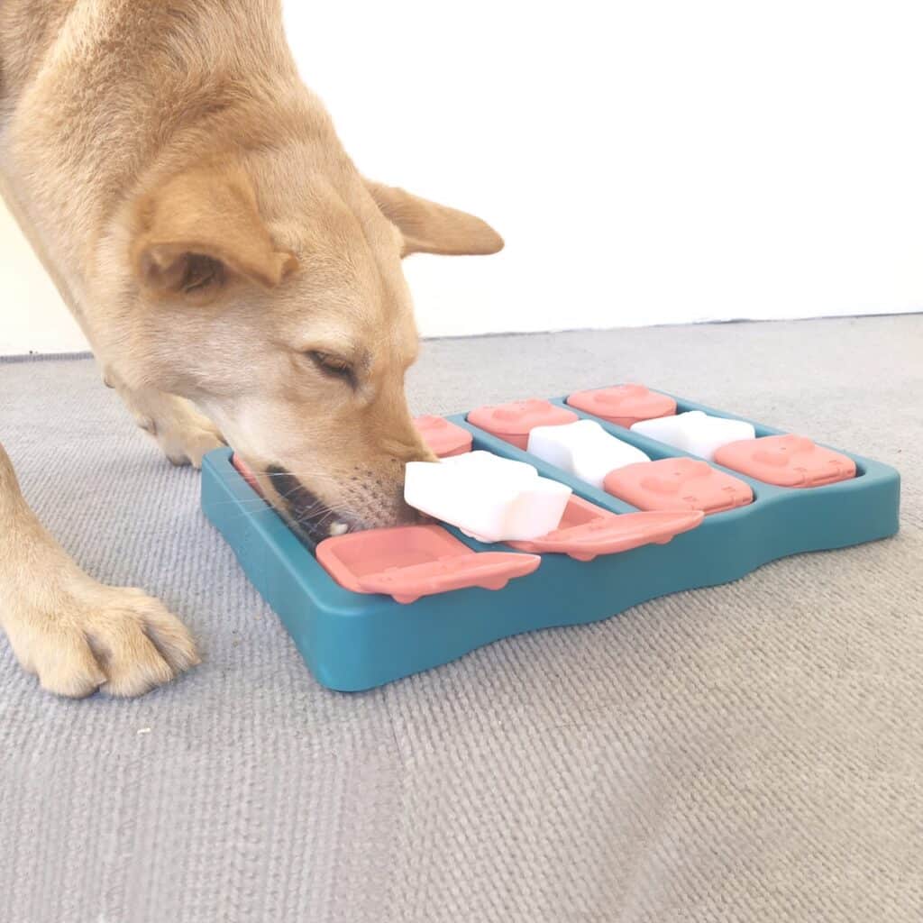 狗狗怕打雷 狗狗害怕 狗狗情緒