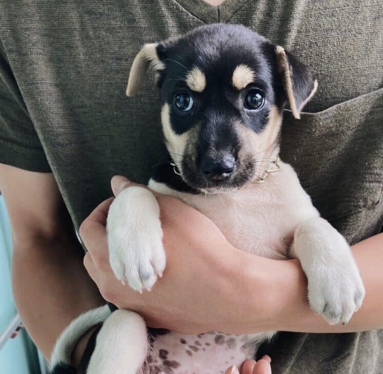 幼犬照顧