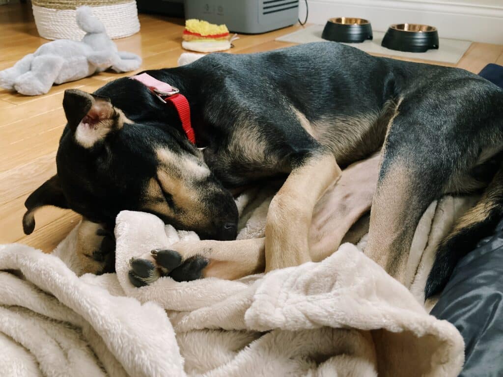 狗狗適應新環境