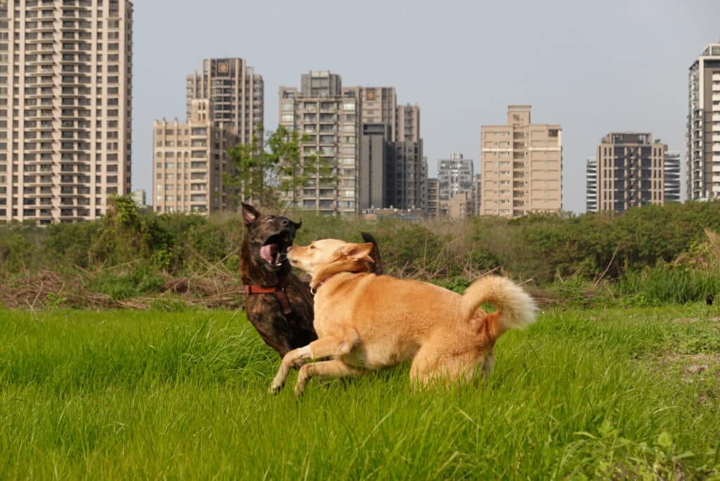 狗公園 狗狗社交