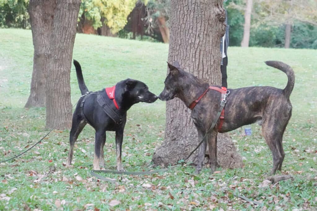 狗公園 狗狗社交