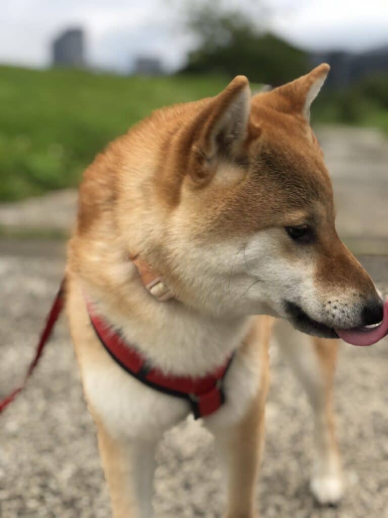 狗狗品種 柴犬
