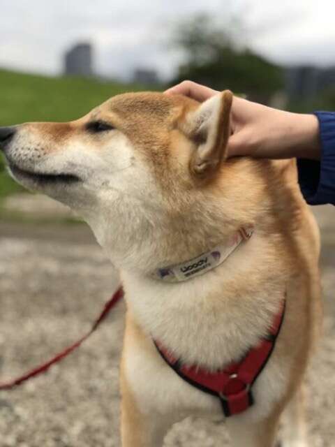 摸狗