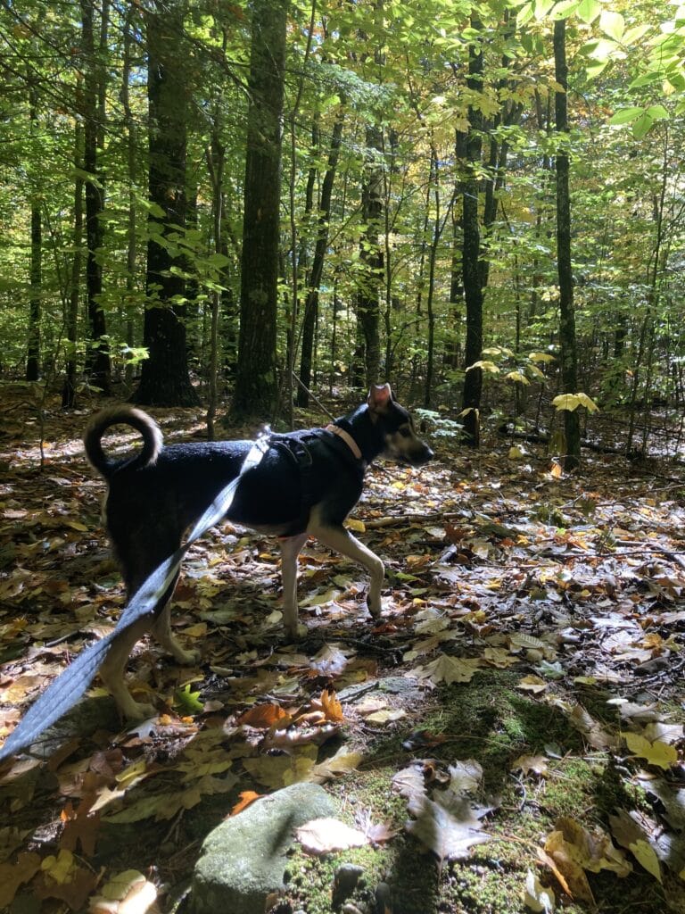 狗公園 狗狗社交
