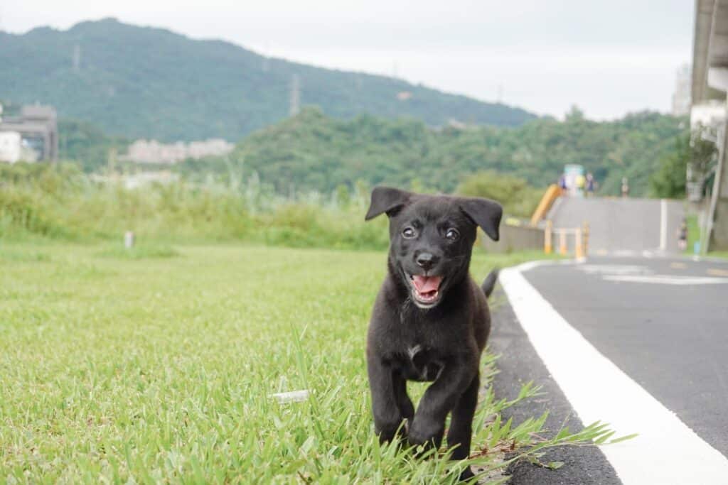 幼犬生活規則