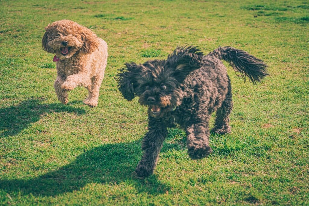 狗公園 狗狗社交