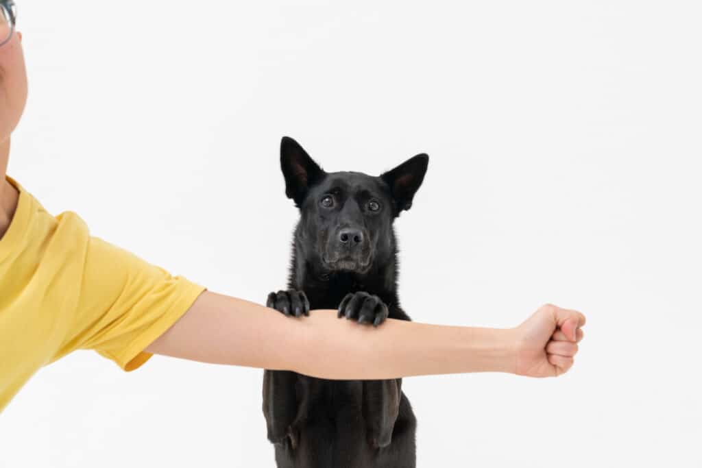 狗狗怕打雷 狗狗害怕 狗狗情緒