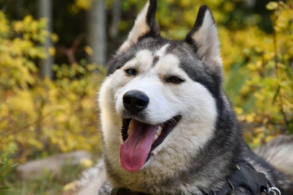 狗狗品種 哈士奇